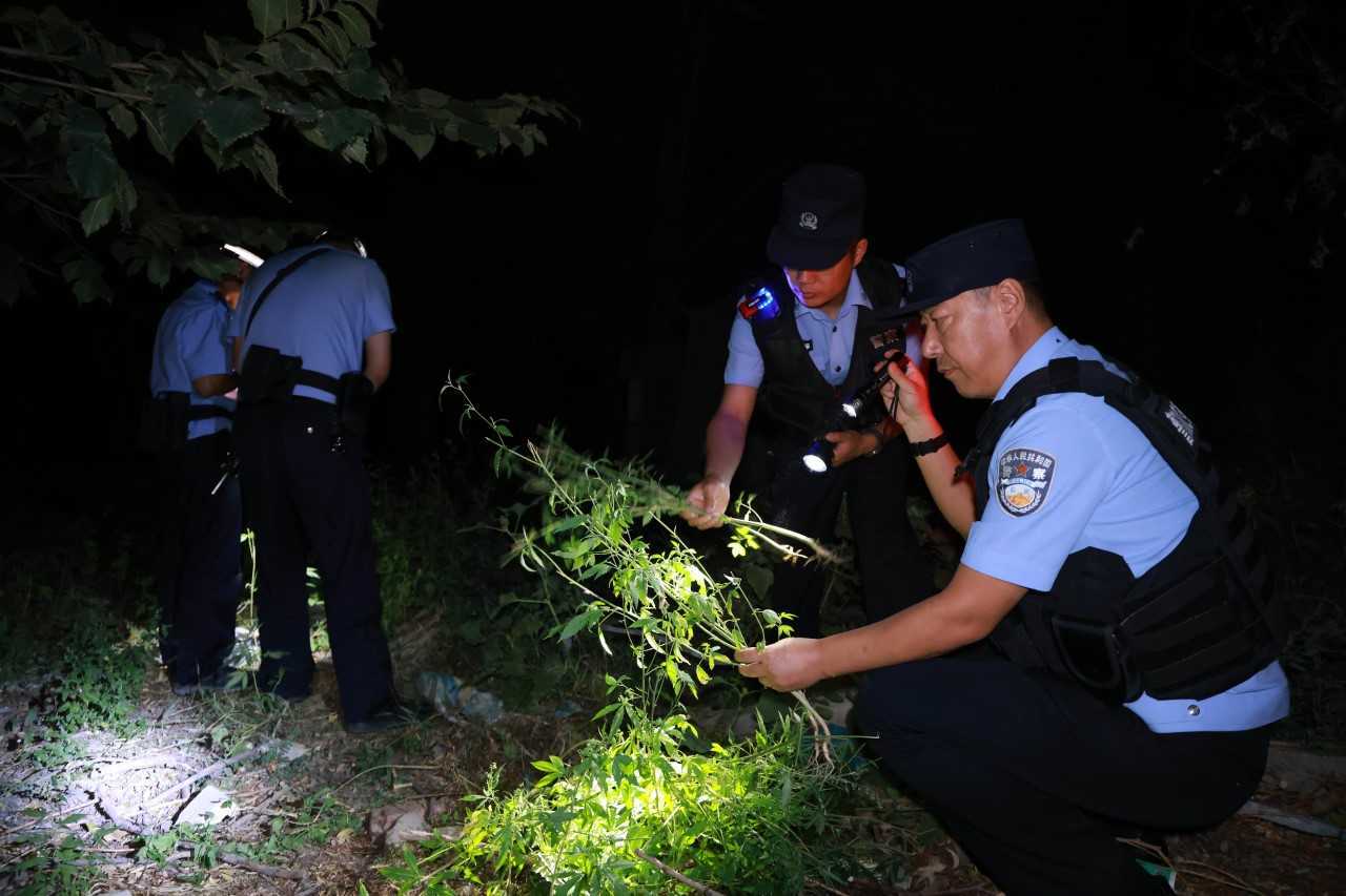 乌鲁木齐20万株野生大麻被铲除，一场绿色行动的背后