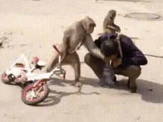 游客自驾忘关车顶箱遭猴子打劫的奇妙经历